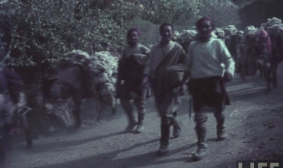 Mule-Caravan