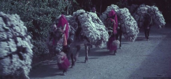 Mules-carrying-wool